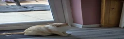 British Shorthair cats for sale: Red Point British Shorthair Cat  - Advert 5