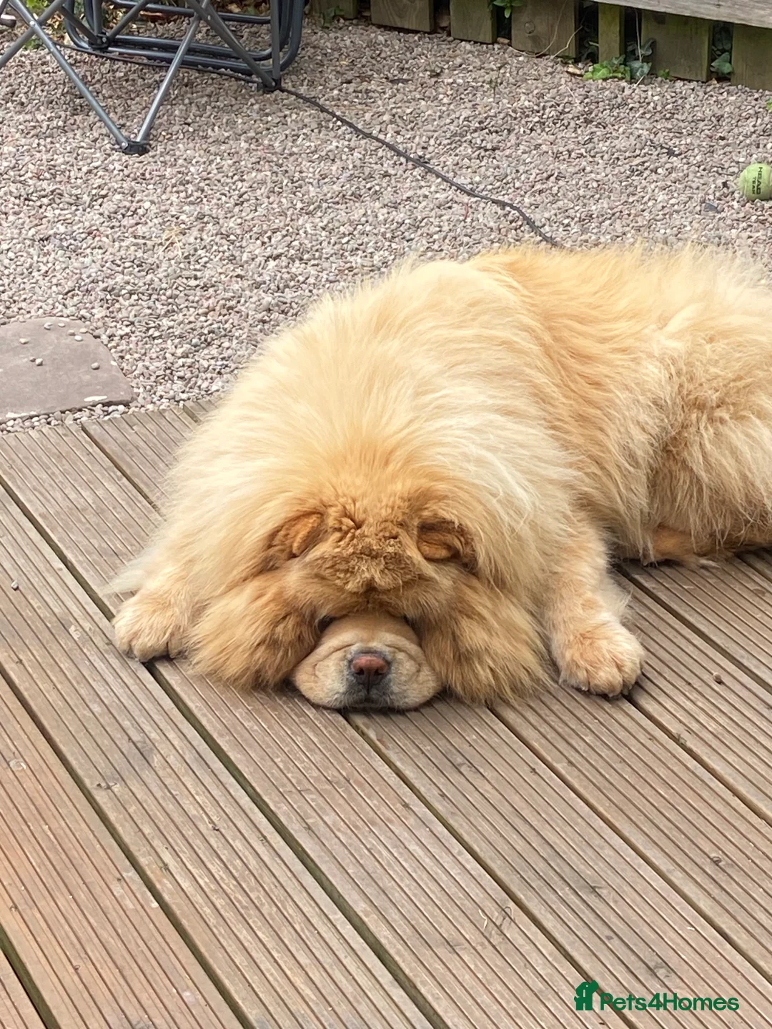 Chow Chow dogs for sale: Chow Chow for rehoming - Advert 5