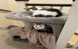 Mixed Breed cats for adoption: [Indoors only] Tom, Bryan, Ezzie: cuddliest boys - Image 11