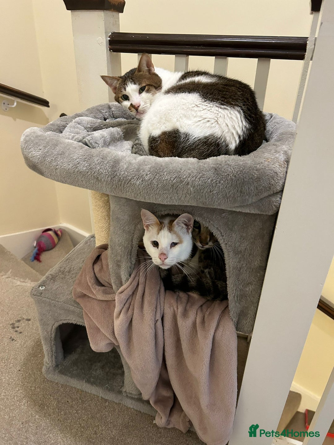 Mixed Breed cats for adoption: [Indoors only] Tom, Bryan, Ezzie: cuddliest boys - Image 11