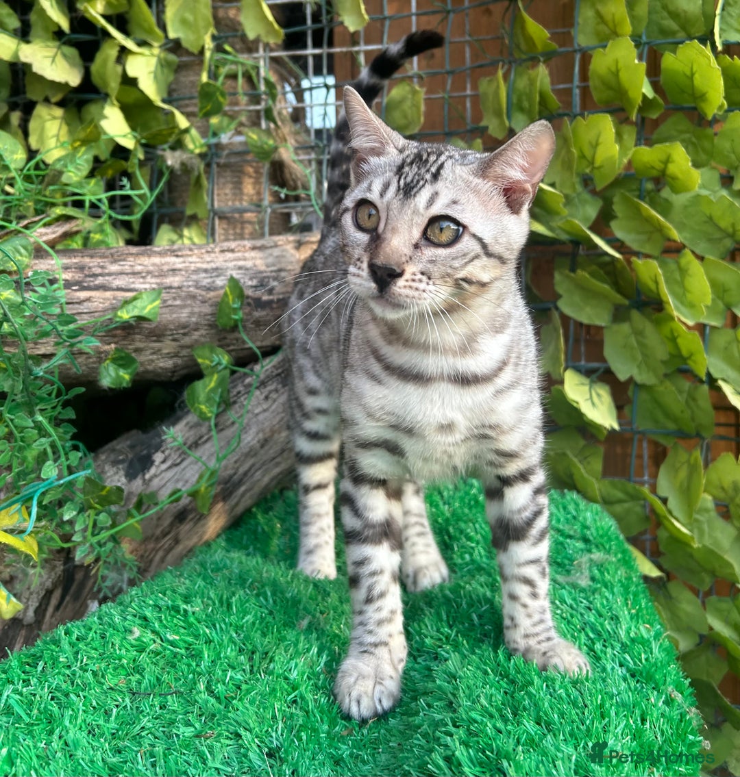 Bengal cats for sale: Two incredibly friendly TICA reg kittens  in Darwen - Image 9
