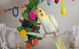 Cockatiels birds for sale: Fully weaned basic trained baby cockatiels  - Image 4