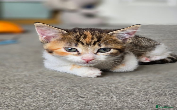 Domestic Shorthair cats - Advert 2