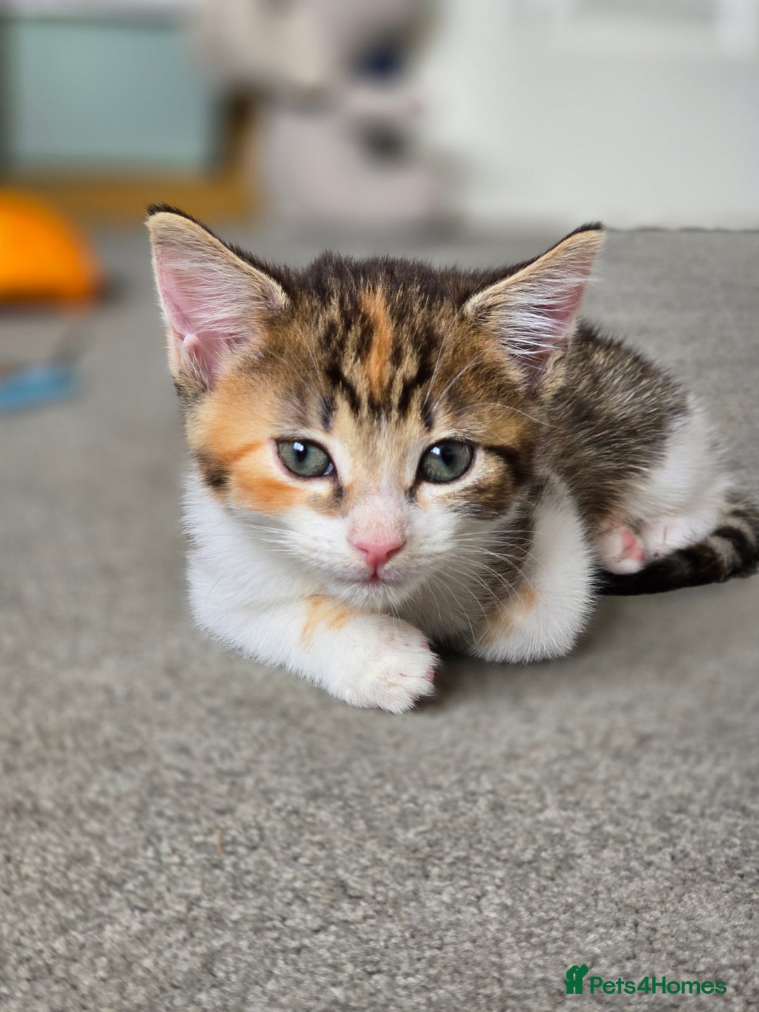 Domestic Shorthair cats for sale: Beautiful Girl Kitten ready to leave - Image 1