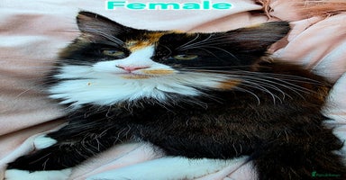 Mixed Breed cats - Advert 6