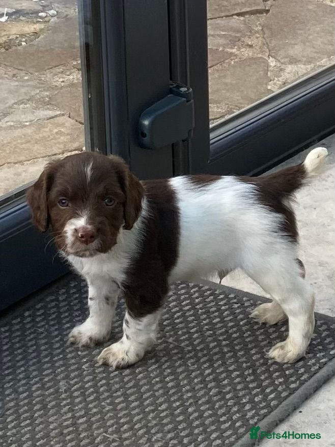 English Springer Spaniel dogs Pedigree English Springer Spaniel Pups KC Reg - Advert 2
