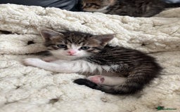 Domestic Shorthair cats for sale: 6 female kitten for sale - Image 11