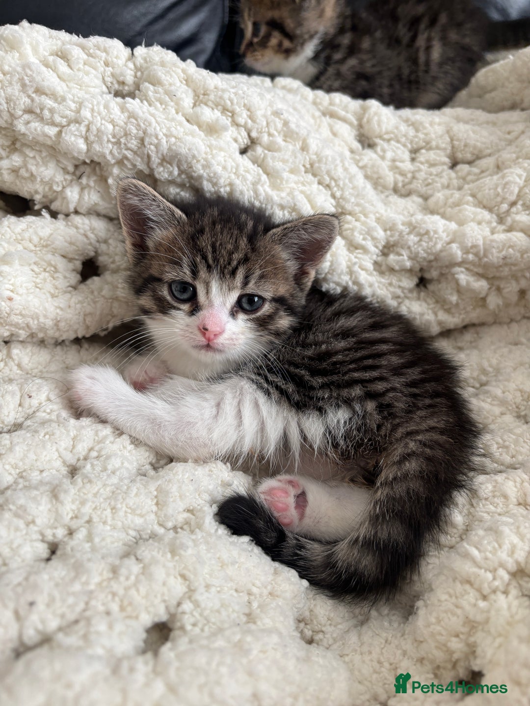 Domestic Shorthair cats for sale: 6 female kitten for sale - Image 11