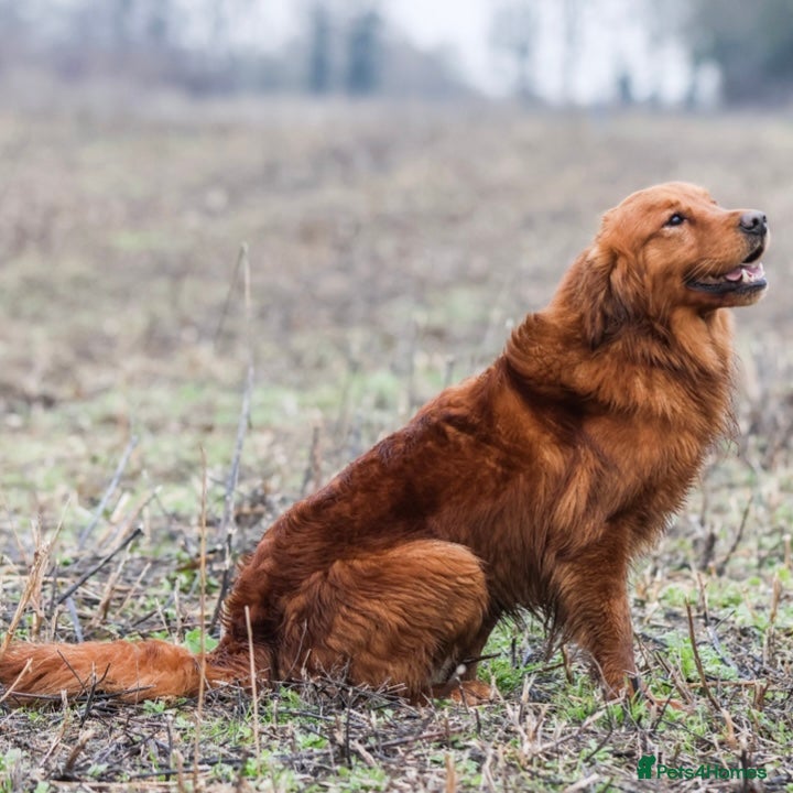 Golden Retriever dogs 0/0 Hips DNA Clear Handsome KC Reg Stud Dog in Newmarket - Advert 1