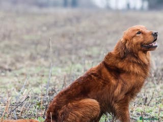 Golden Retriever dogs 0/0 Hips DNA Clear Handsome KC Reg Stud Dog in Newmarket - Advert 2