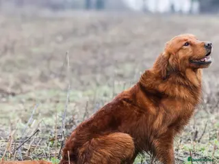 Golden Retriever dogs 0/0 Hips DNA Clear Handsome KC Reg Stud Dog in Newmarket - Advert 5