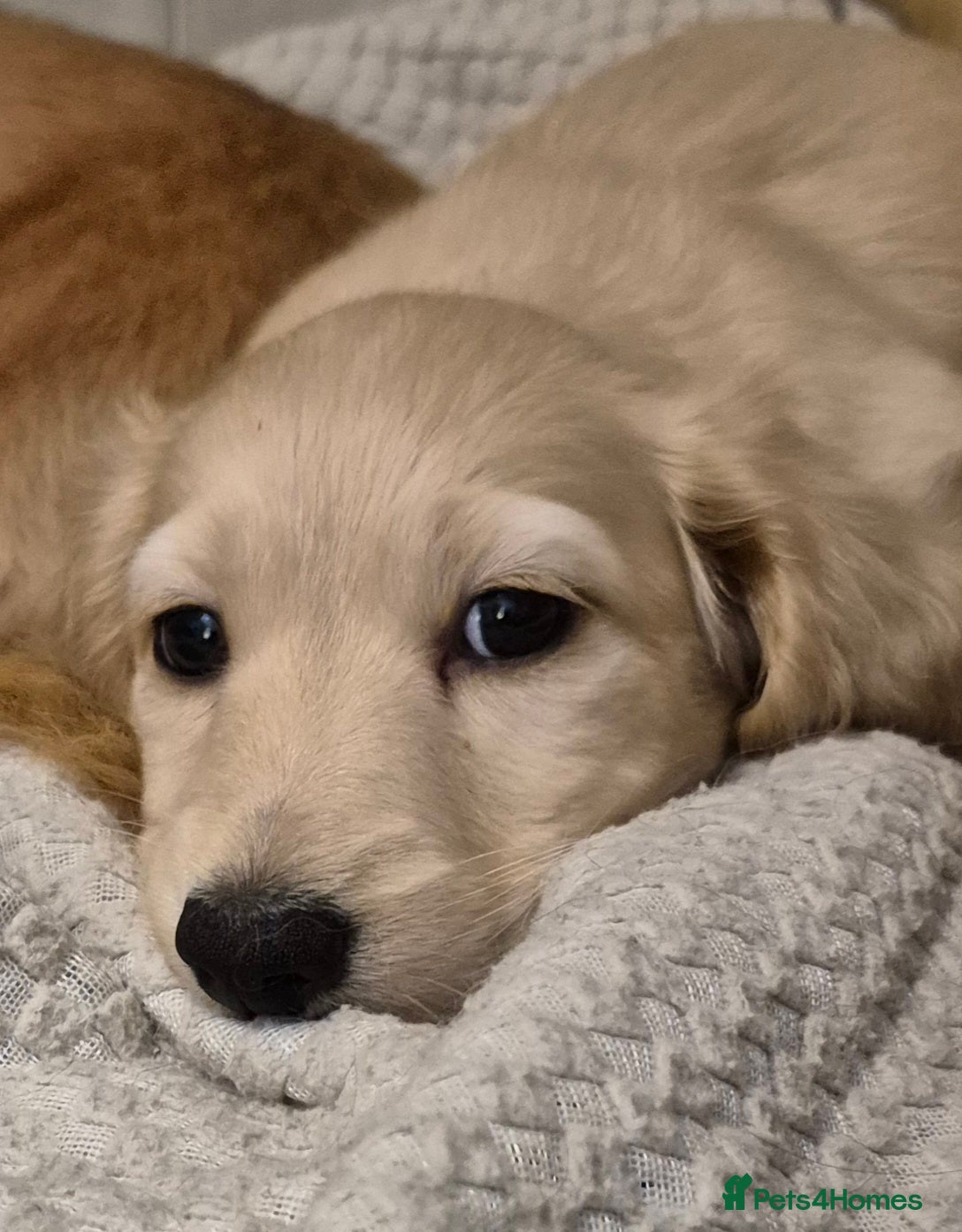 Miniature Dachshund dogs Miniature dachshund KC 💙  - Advert 5