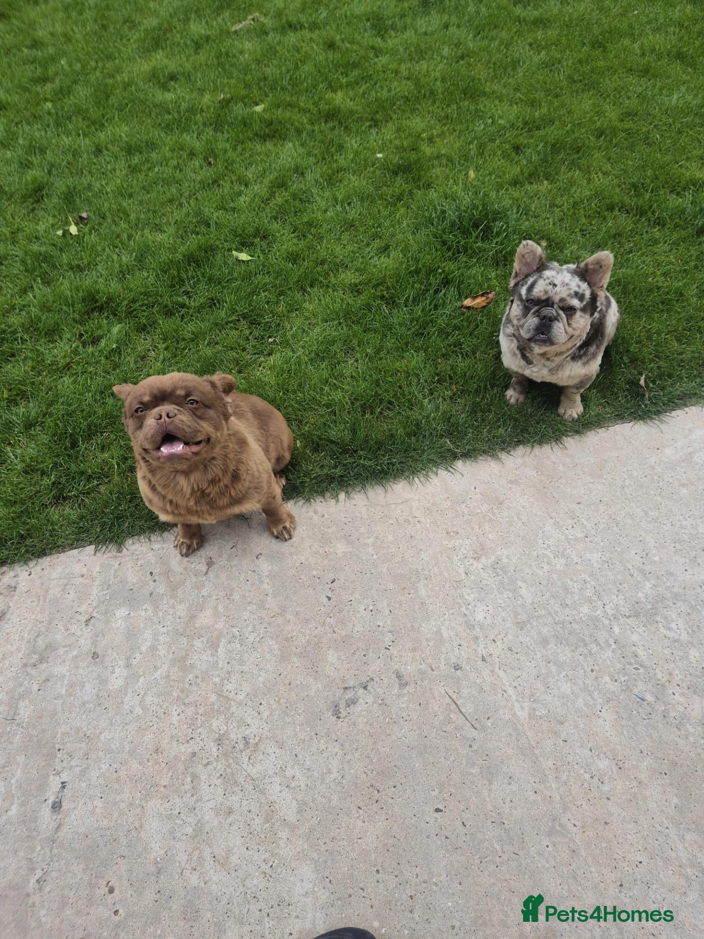 French Bulldog dogs Merlin fluffy frenchie  - Advert 2
