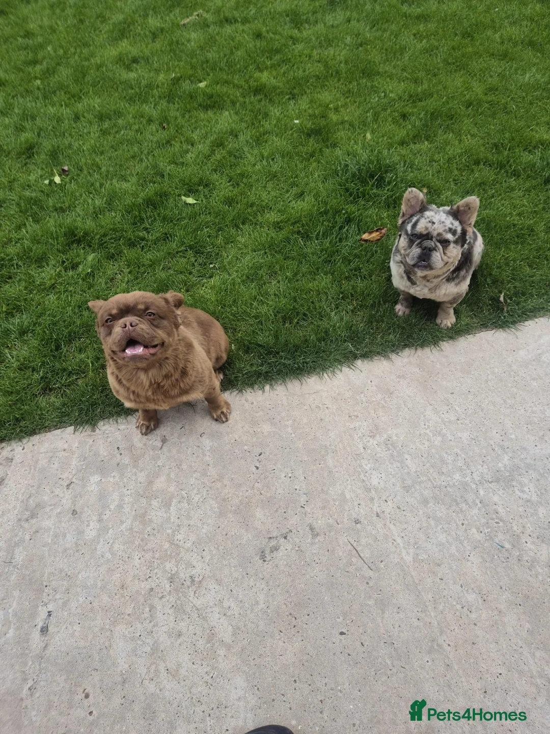 French Bulldog dogs for sale: Merlin fluffy frenchie  in Birmingham - Advert 1