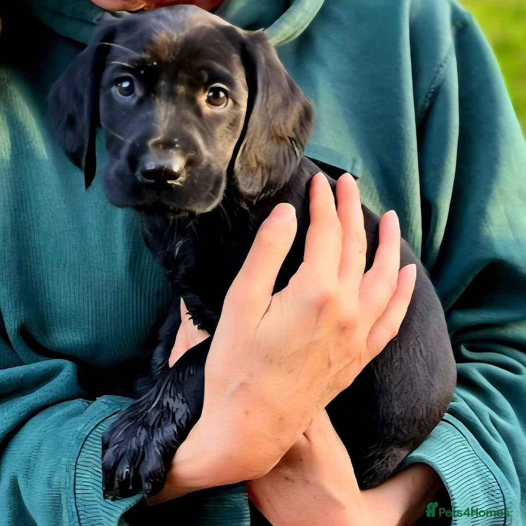 Springador dogs for sale: Adorable springerdor puppies - Advert 2