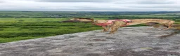 Whippet dogs for sale: BRACKENSWIFT LITTER NOW ARRIVED! - Advert 2