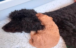 Cockapoo dogs for sale: Cockerpoos - Image 9