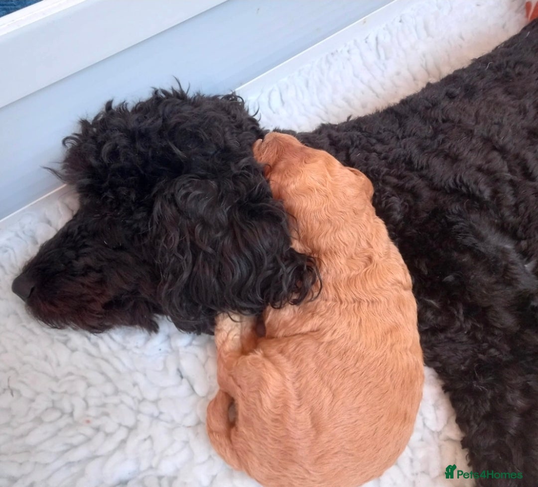 Cockapoo dogs for sale: Cockerpoos - Image 9