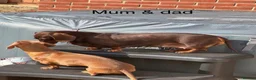 Miniature Dachshund dogs for sale: Dachund babies  - Advert 2