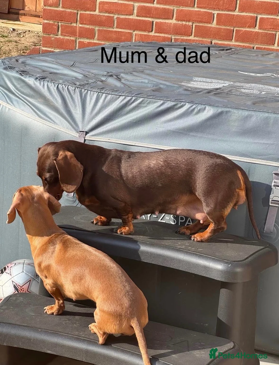 Miniature Dachshund dogs for sale: Dachund babies  - Advert 2