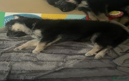 Shepsky dogs for sale: Beautiful puppies  - Image 3