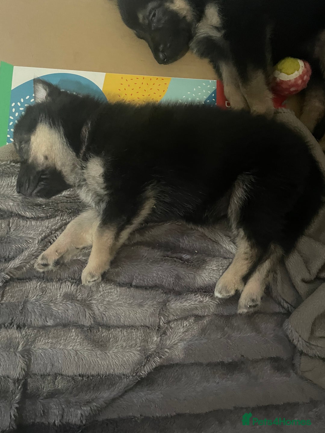 Shepsky dogs for sale: Beautiful puppies  - Image 3
