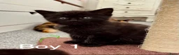Domestic Shorthair cats for sale: Beautiful Kittens for Sale - Advert 5