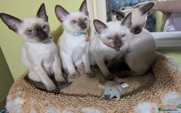 Siamese cats for sale: 2 Kittens available  - Image 2