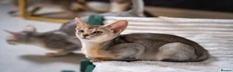 Abyssinian cats for sale: Bonbon – Ready Now | Exceptional Silver Abyssinian - Advert 2