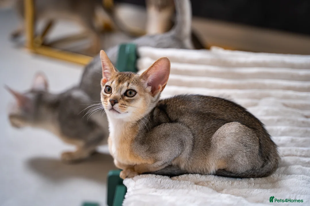 Abyssinian cats for sale: Bonbon – Ready Now | Exceptional Silver Abyssinian - Advert 2