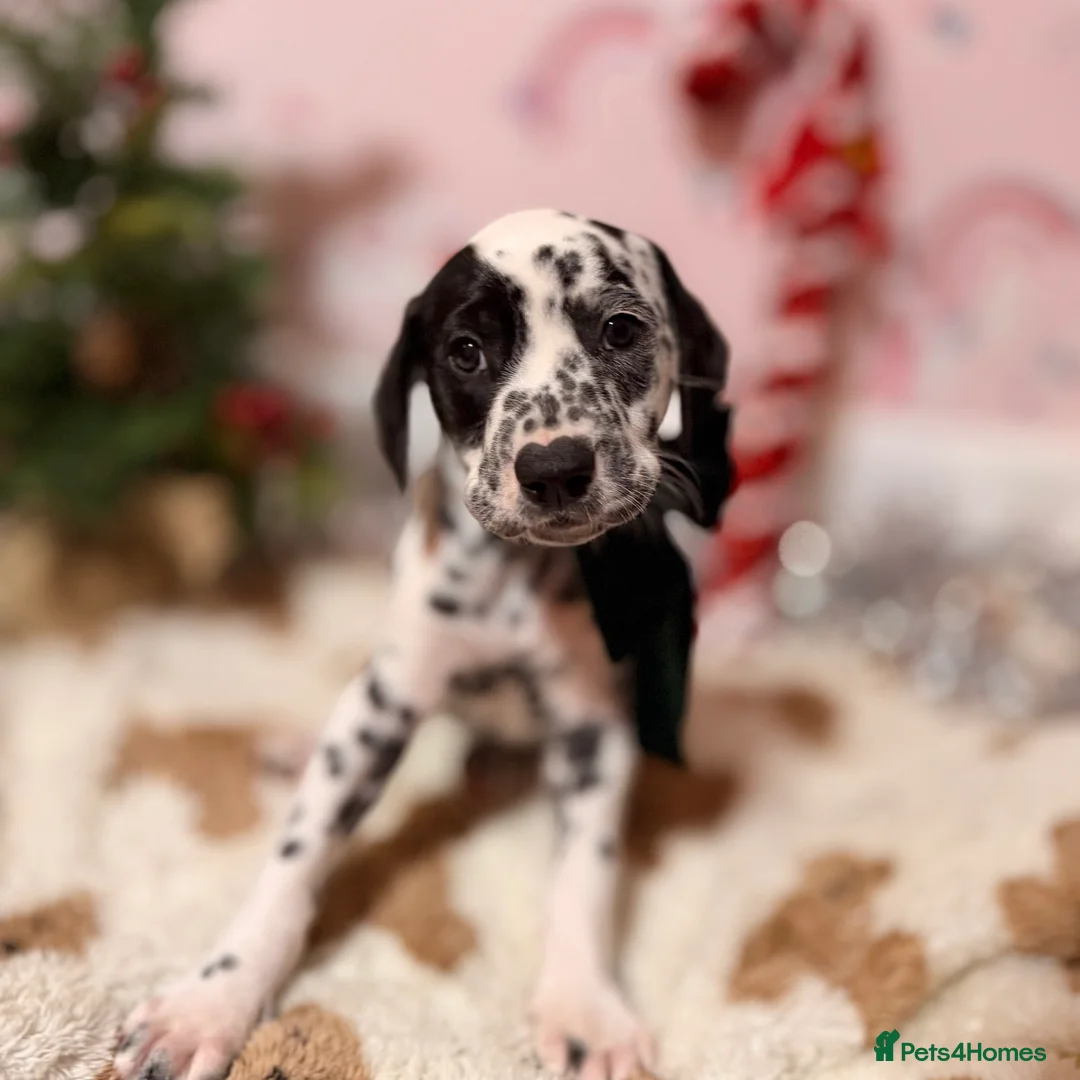 Dalmatian dogs for sale: 🐾Our Last Boy looking for forever home 🐶 💙 - Advert 35