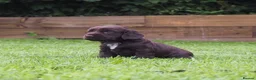 Cocker Spaniel dogs for sale: KC registered Working Cockers- Maesydderwen bred - Advert 4