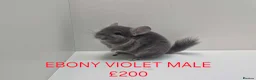 Chinchilla rodents for sale: STUNNING BABIES CHINCHILLA MIX COLOURS AND GENDER  in Sutton-in-Ashfield - Advert 5