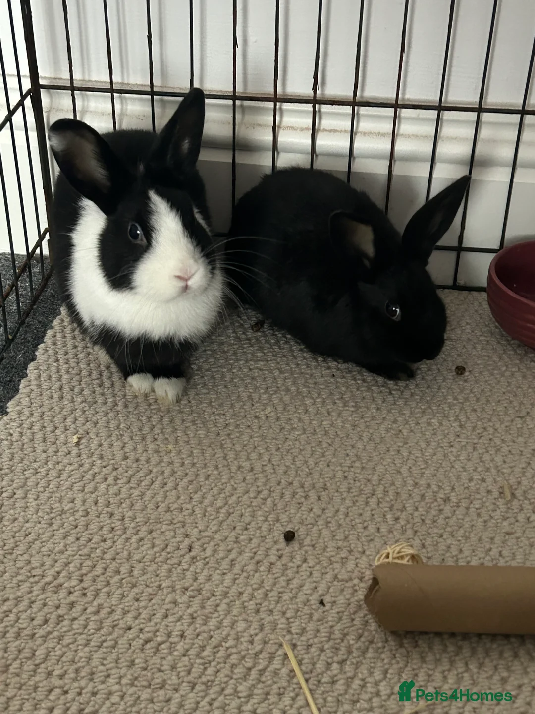 Mixed Breed rabbits for sale: male and female bonded rabbits in Consett - Advert 2