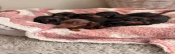 Miniature Dachshund dogs for sale: KC Miniature Smooth Dachshund Puppies - Advert 8