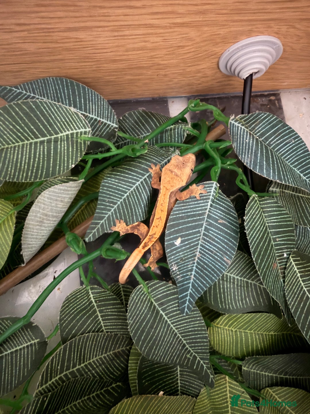 Gecko reptiles for sale: Baby crested geckos - Advert 2