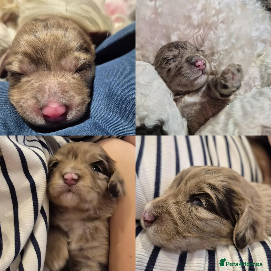 Cockapoo dogs for sale: Stunning F2B cockapoos - Advert 6