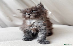 Maine Coon cats for sale: Maine coon girl - Image 2