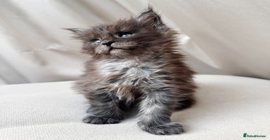 Maine Coon cats - Advert 13