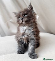 Maine Coon cats - Advert 3