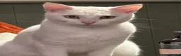 Mixed Breed cats for sale: Beautiful white cat  - Advert 2