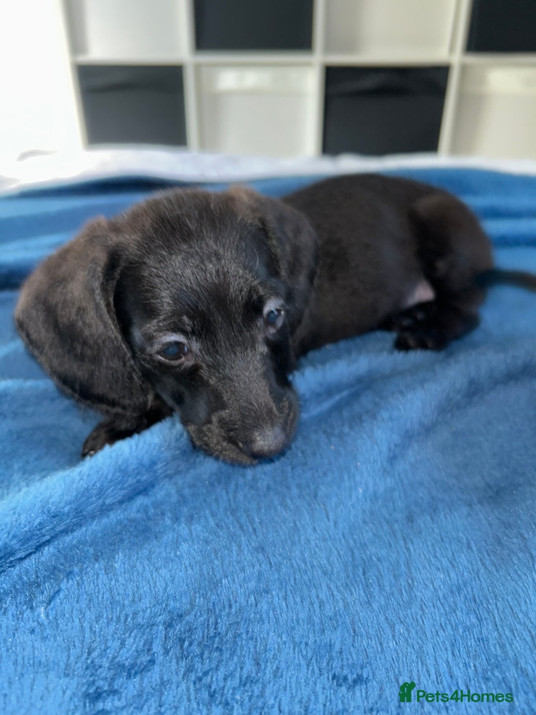 Doxiepoo dogs for sale: Doxiepoo - Image 3