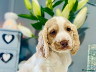 Sprocker dogs spaniel puppies (1 boy left - beige and white) - Advert 8