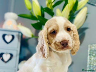 Sprocker dogs spaniel puppies (1 boy left - beige and white) - Advert 7