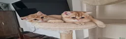 British Shorthair cats for sale: GCCF BY12 Golden British Shorthair Kittens - Advert 2