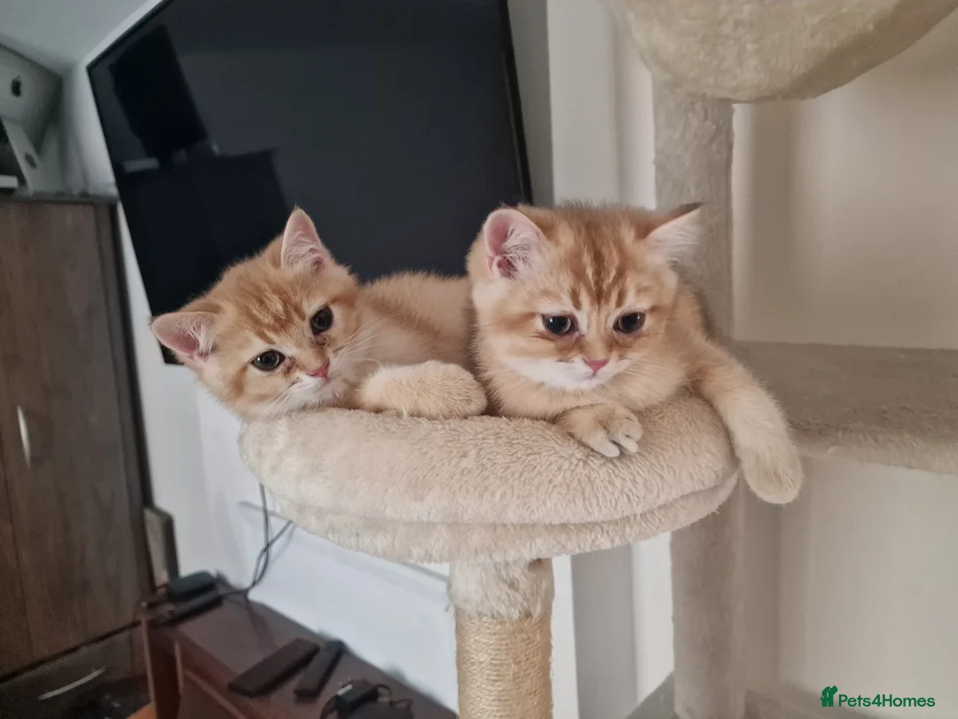 British Shorthair cats for sale: GCCF BY12 Golden British Shorthair Kittens - Advert 2