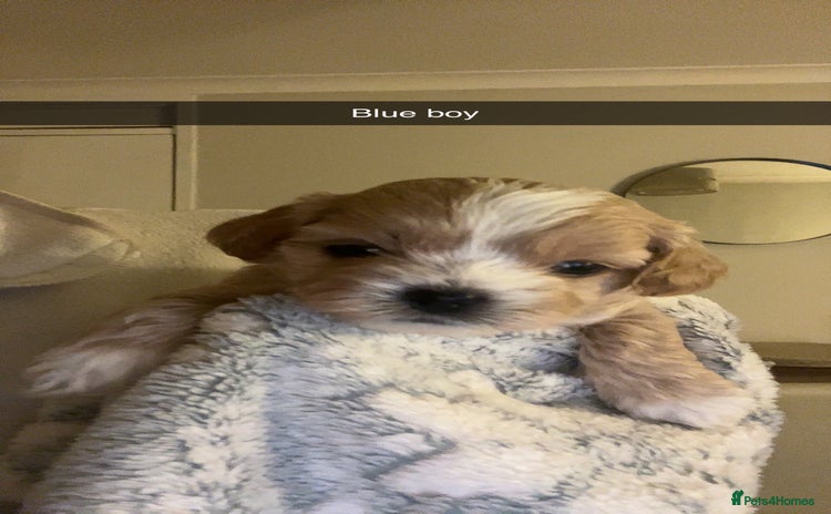 Shihpoo dogs - Advert 1