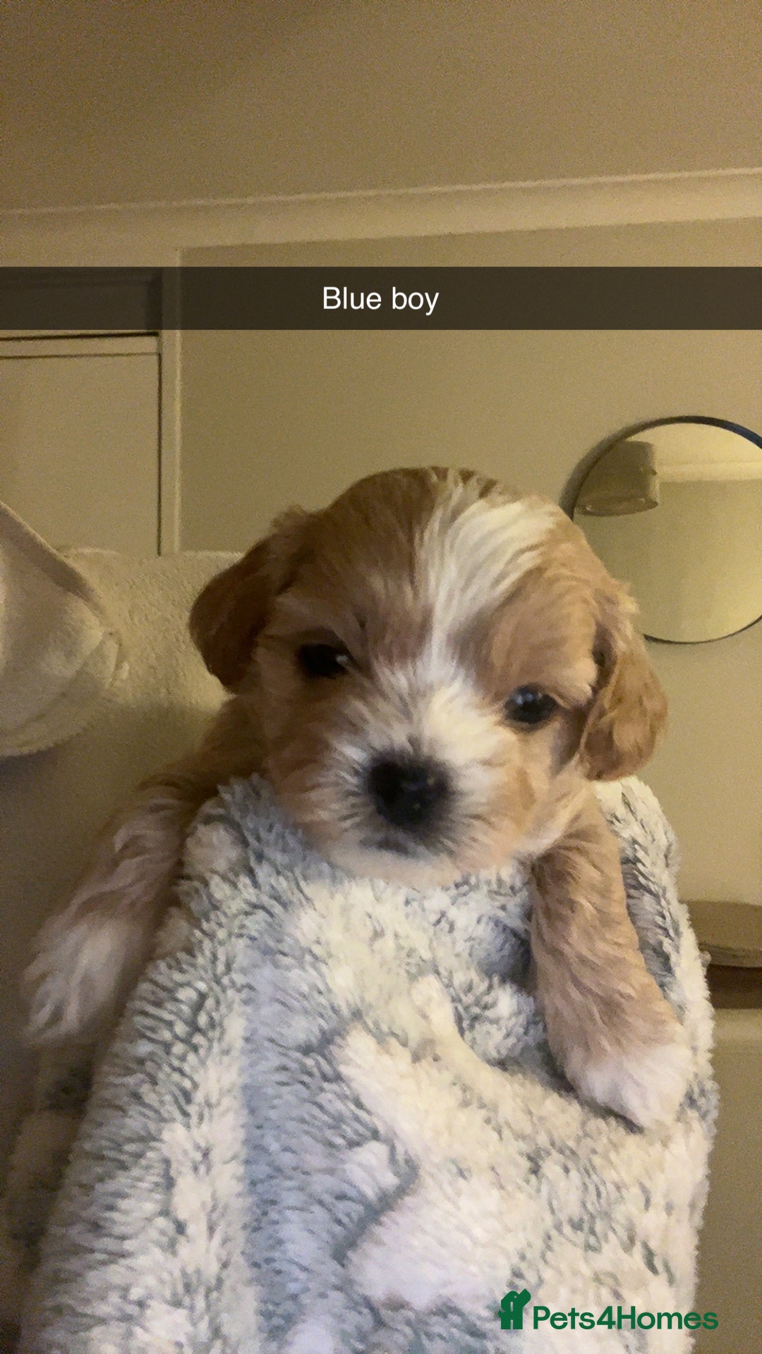 Shihpoo dogs for sale: Shihpoo puppies looking for homes - Image 1