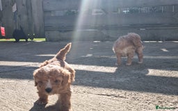Labradoodle dogs for sale: Miniature f1b labradoodles - Image 8