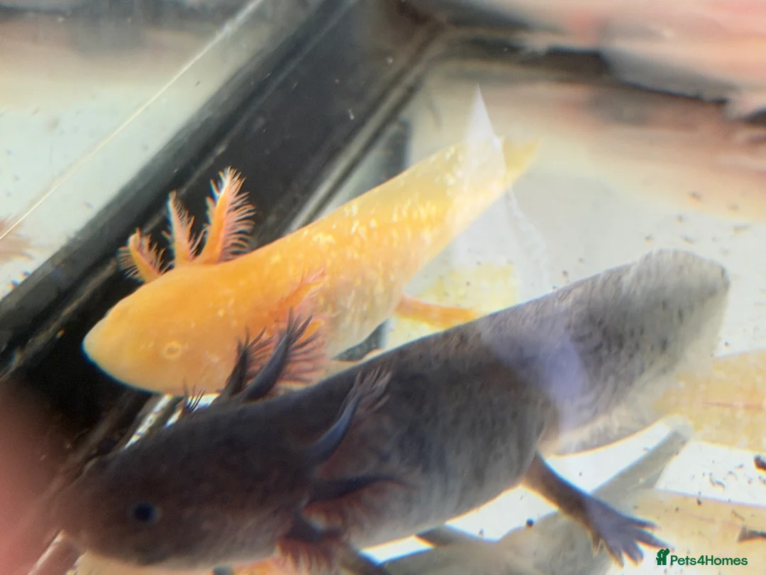 Axolotl reptiles for sale: Axolotl - Advert 39